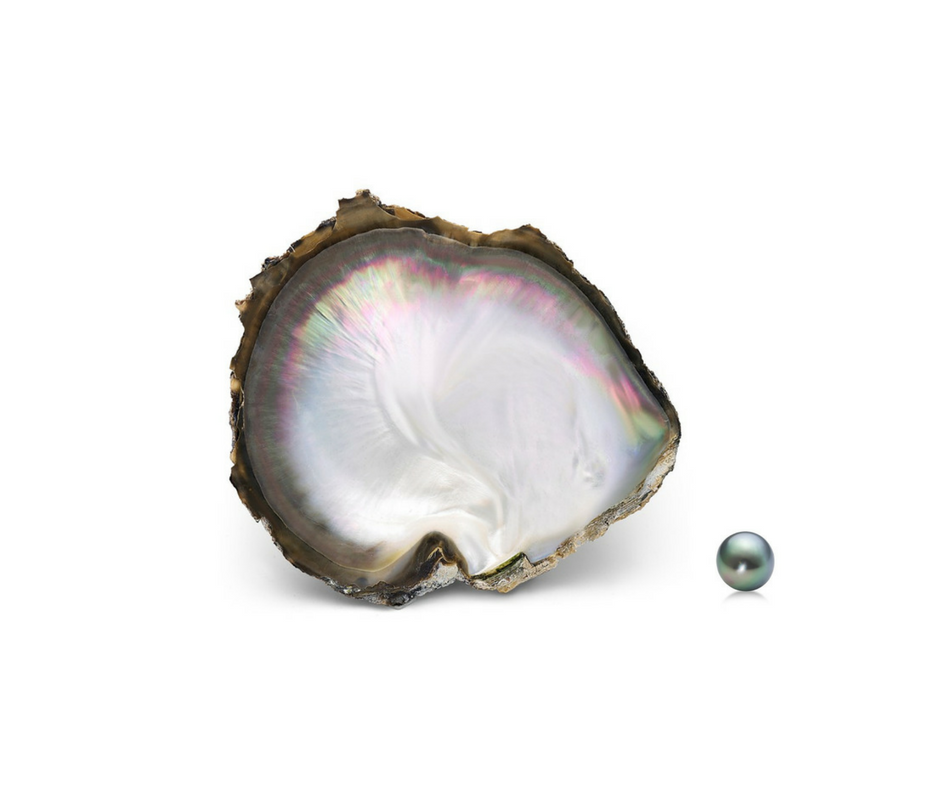 Black-Lipped South Sea Oyster