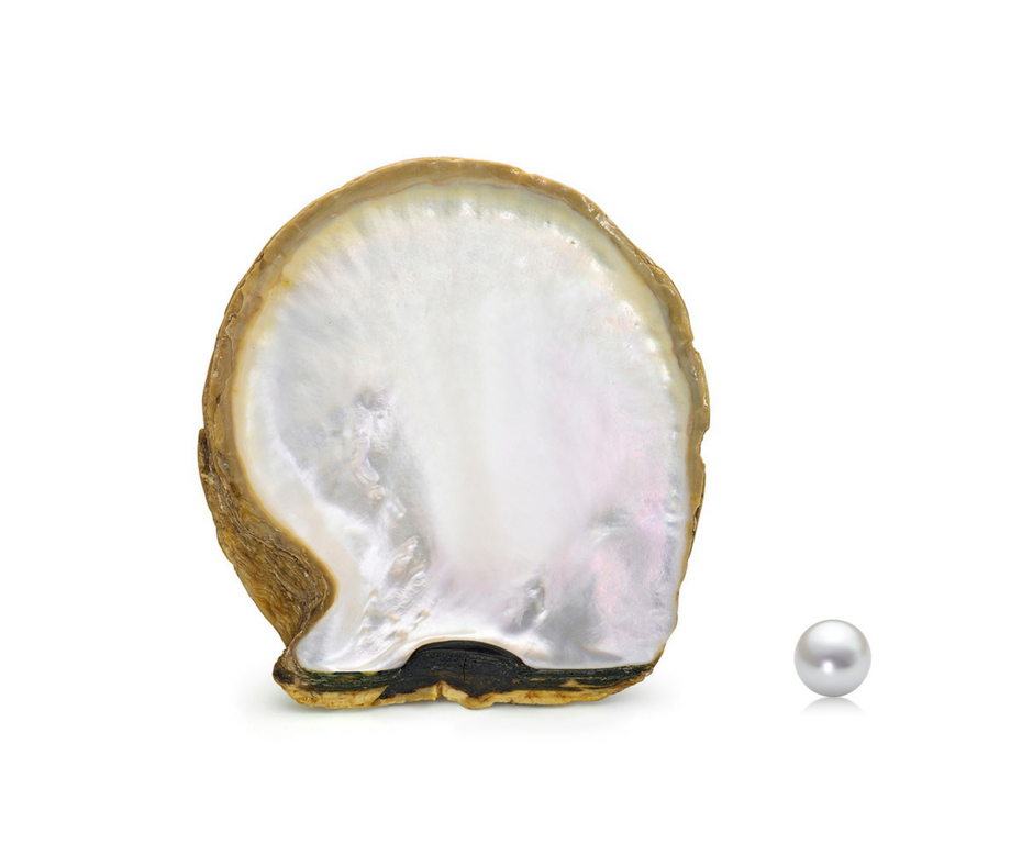 White South Sea Oyster