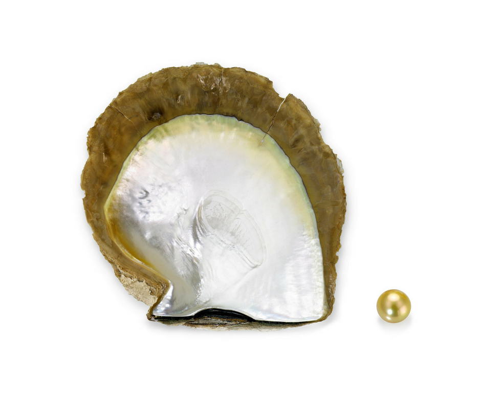 Gold-Lipped South Sea Oyster