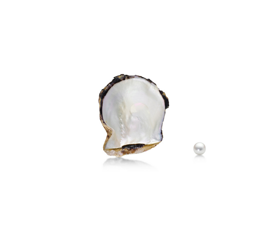 White Akoya Oyster